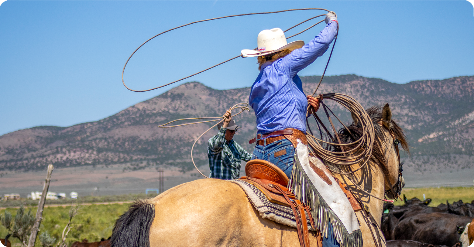 IFA_Blog_Horse Tack, Health and Roping Gear-Equine Sports with IFA11