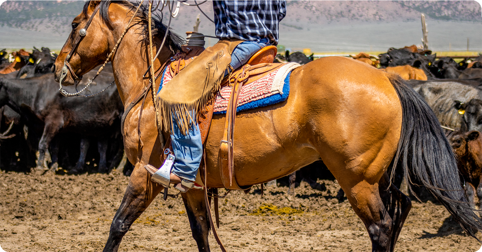 IFA_Blog_Horse Tack, Health and Roping Gear-Equine Sports with IFA13
