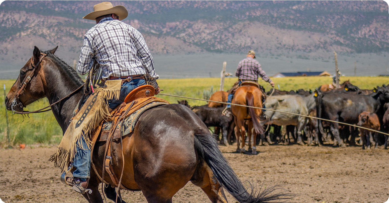 IFA_Blog_Horse Tack, Health and Roping Gear-Equine Sports with IFA8