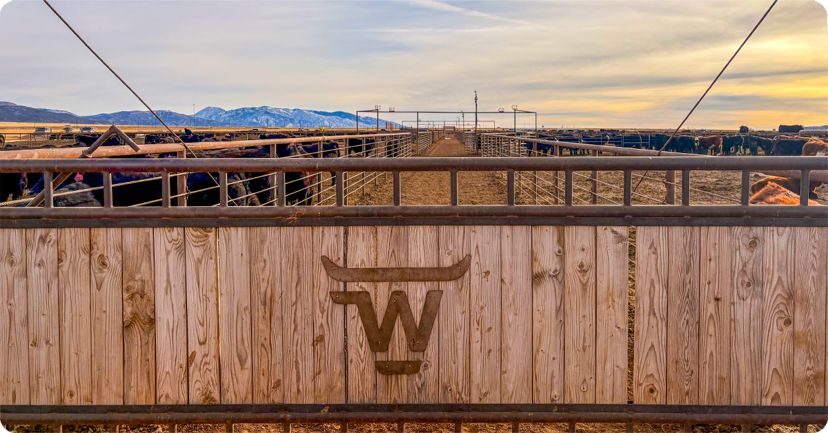 A Bar W ranch facility where beef cattle are raised.