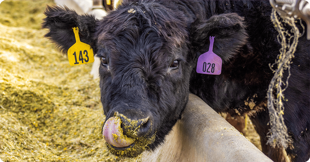 A black cow licks its lips after it finishes eating.