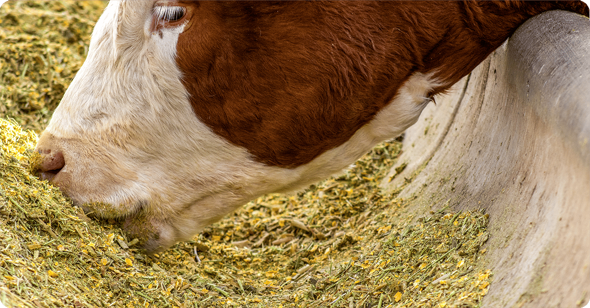A cow eagerly eats silage out of a trough.
