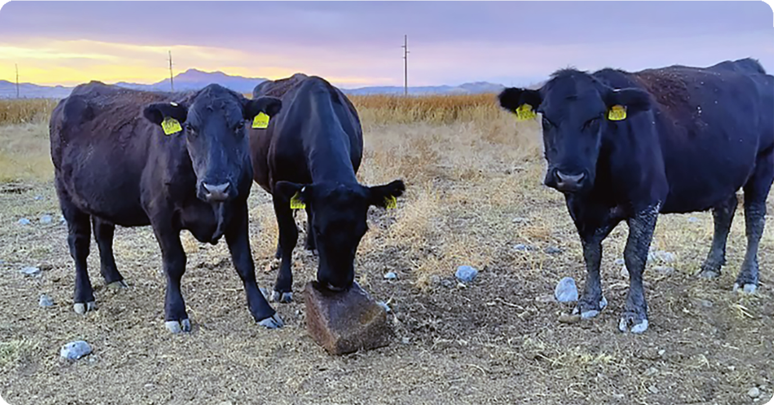 IFA_Blog_Planning for Calf Health Before Birth A Proactive Approach4Beef&Dairy Producers1