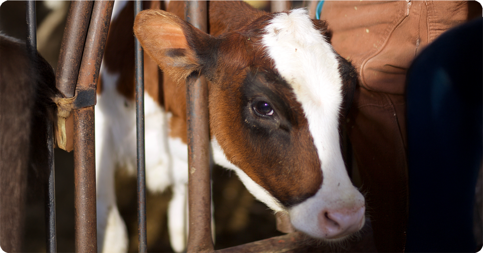 IFA_Blog_Planning for Calf Health Before Birth A Proactive Approach4Beef&Dairy Producers2