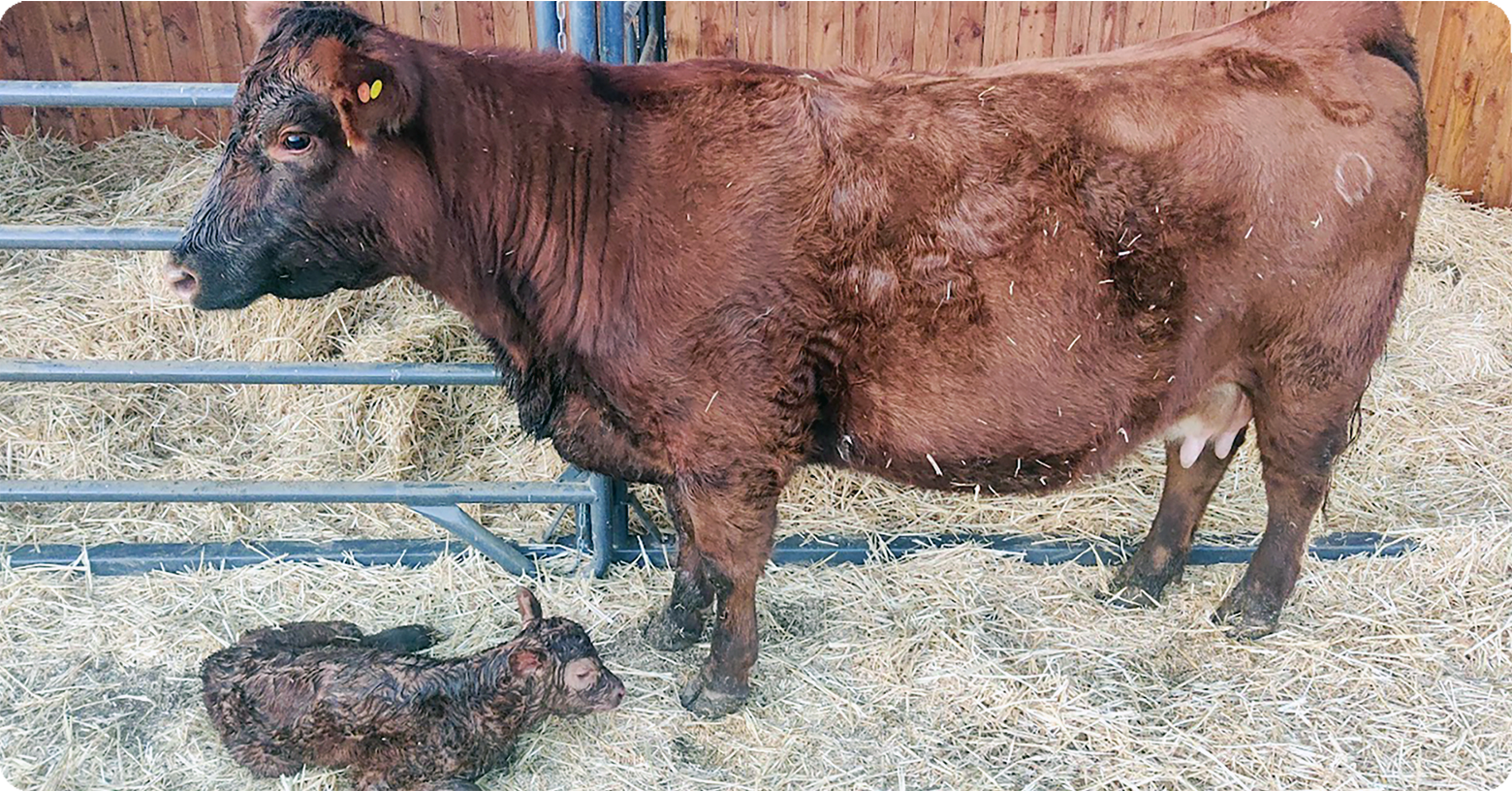 IFA_Blog_Planning for Calf Health Before Birth A Proactive Approach4Beef&Dairy Producers5
