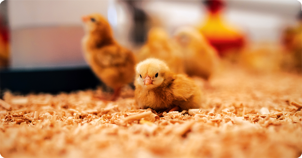 IFA_Blog_Raising Baby Chicks2