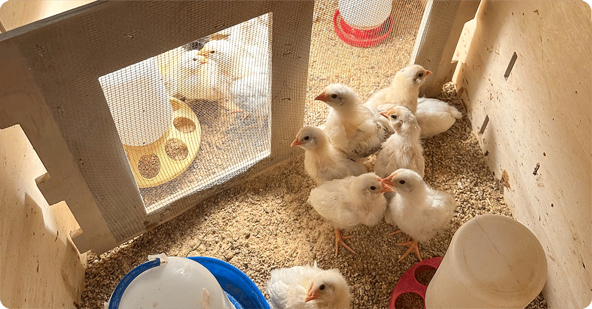 IFA_Blog_Raising Baby Chicks3
