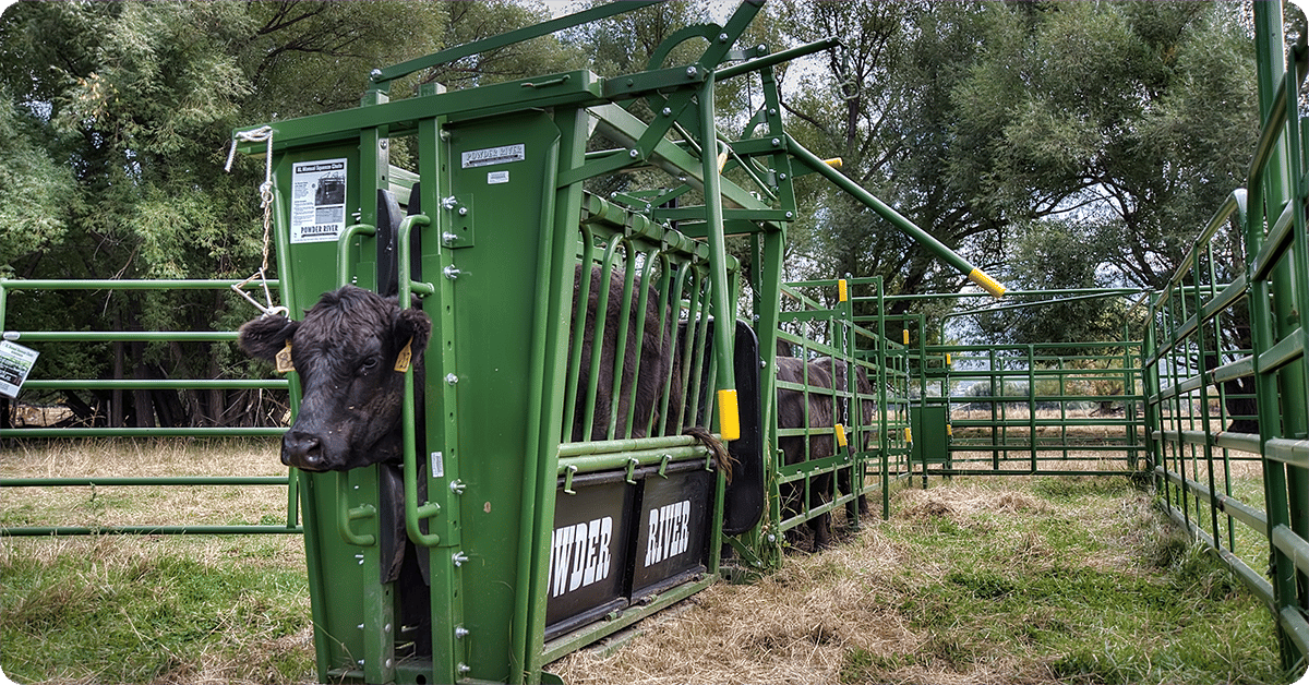 IFA_Blog_Reducing Livestock Stress with Advanced Cattle Handling Equipment2