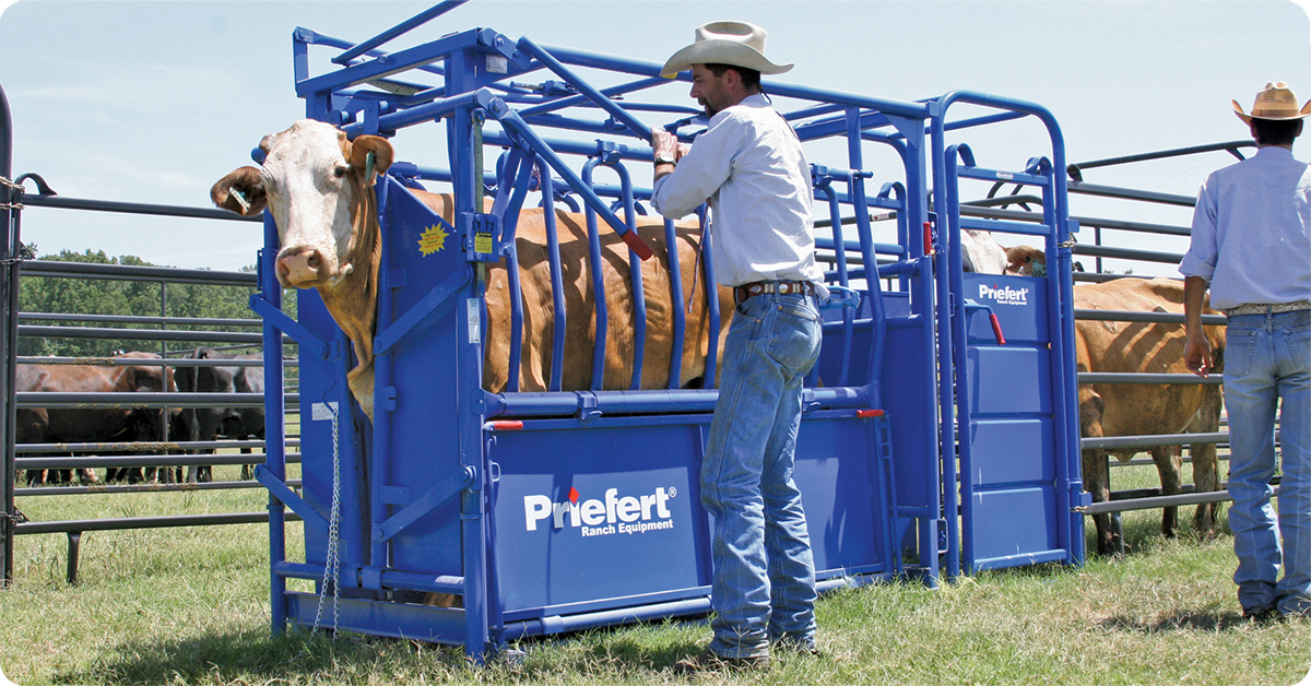 IFA_Blog_Reducing Livestock Stress with Advanced Cattle Handling Equipment4-1