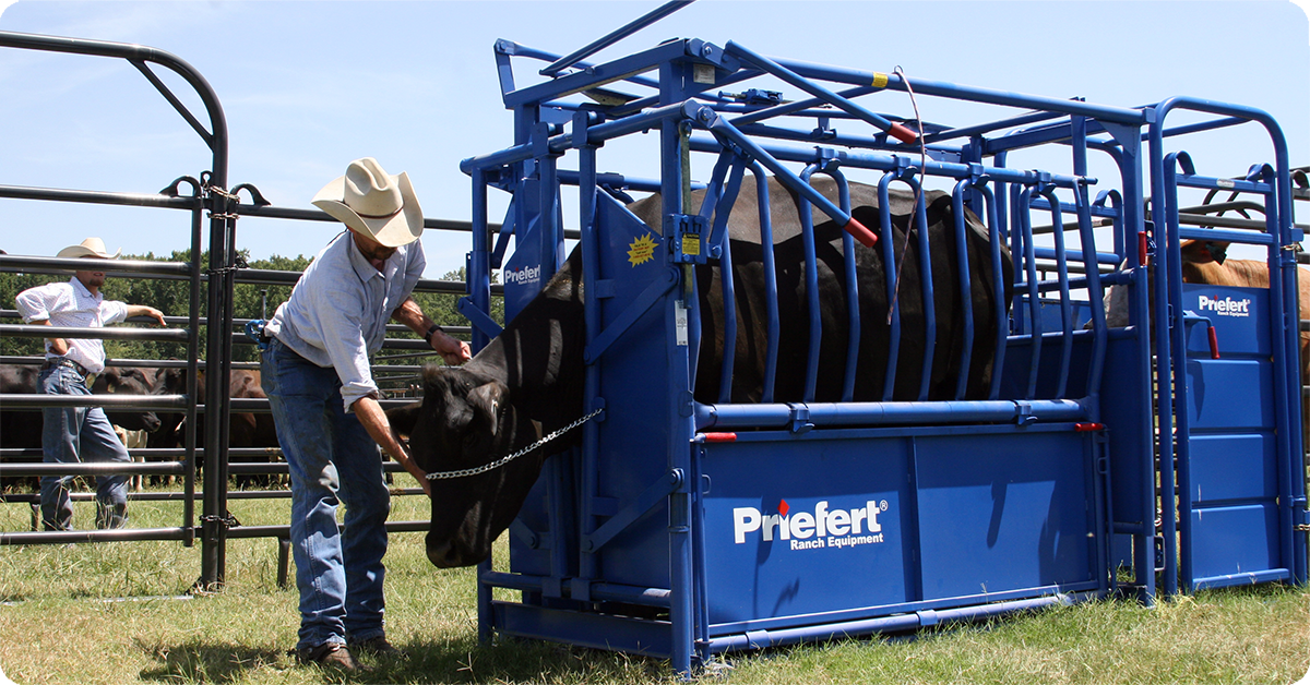 IFA_Blog_Reducing Livestock Stress with Advanced Cattle Handling Equipment4