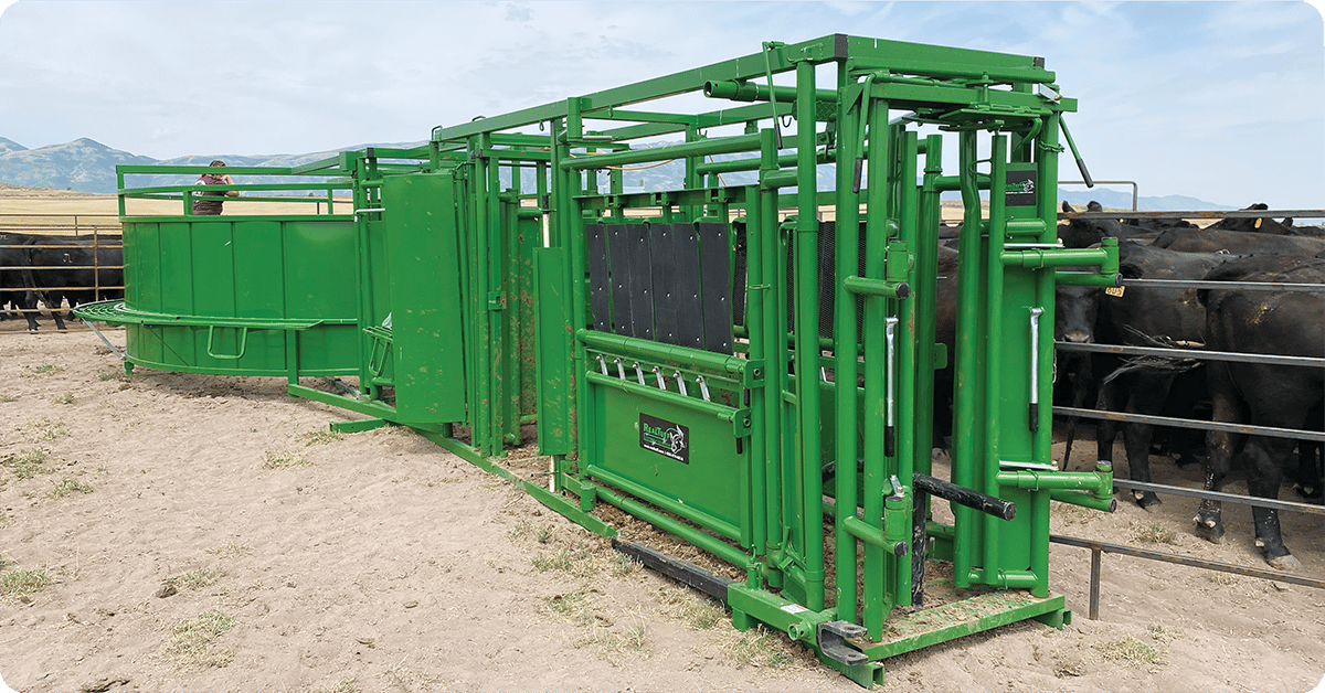 IFA_Blog_Reducing Livestock Stress with Advanced Cattle Handling Equipment5
