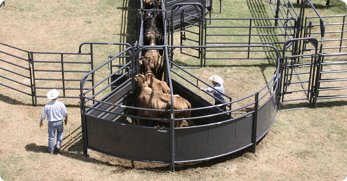 IFA_Blog_Reducing Livestock Stress with Advanced Cattle Handling Equipment6