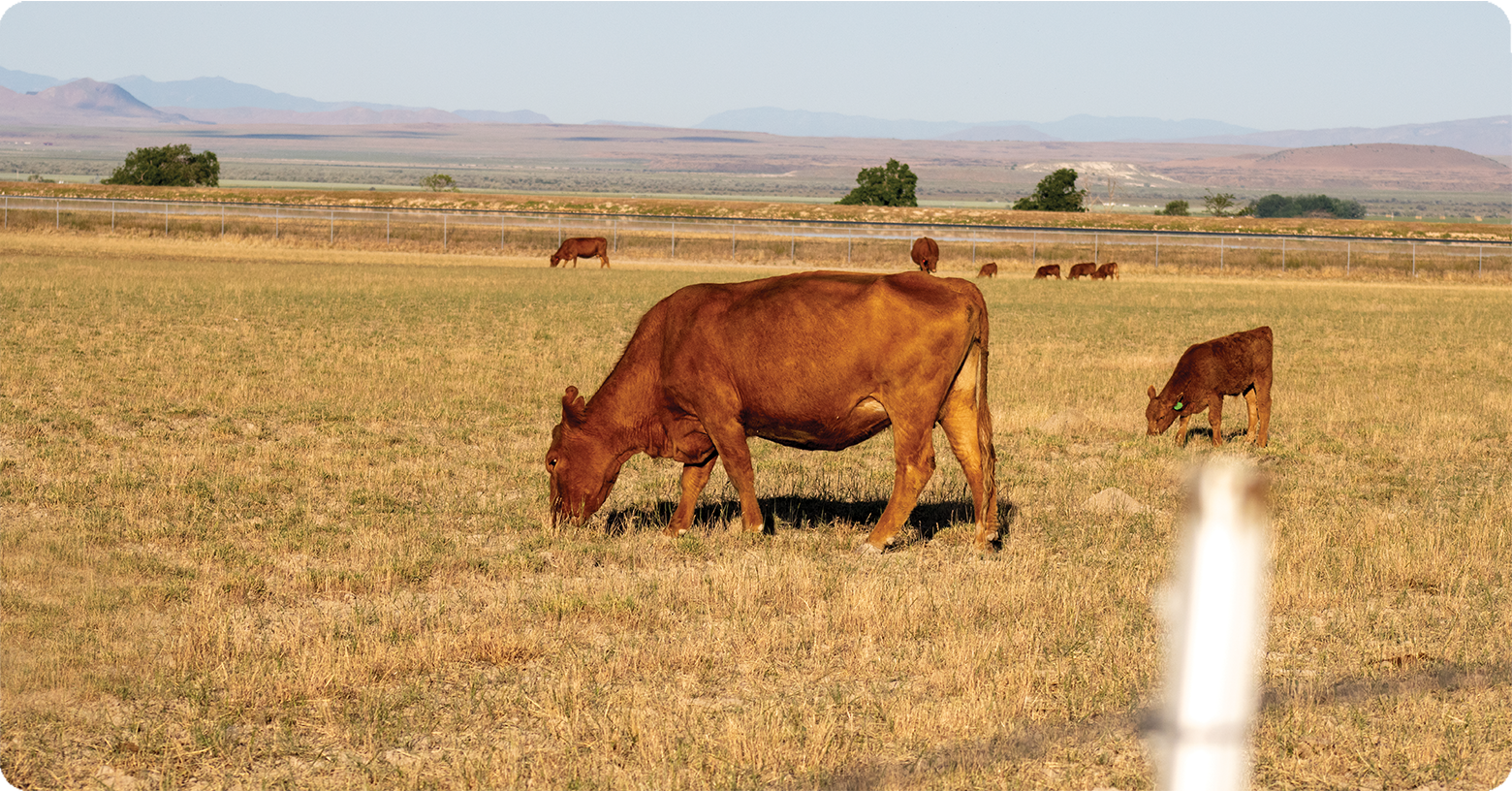 IFA_Blog_Rotational Grazing Systems to Maximize Livestock Nutrition 4