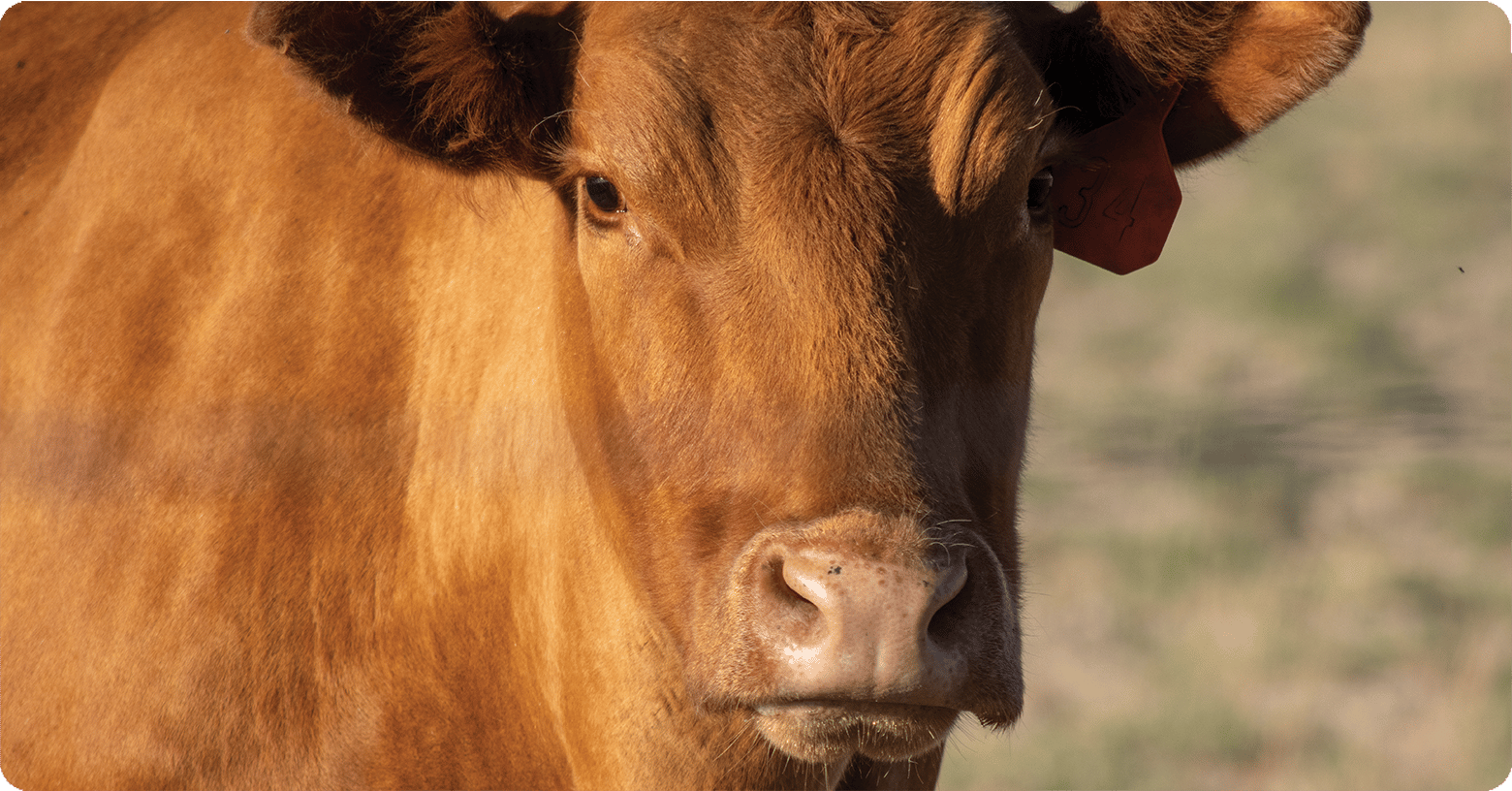 Rotational Grazing For Livestock | IFA’s Helping To Grow Blog