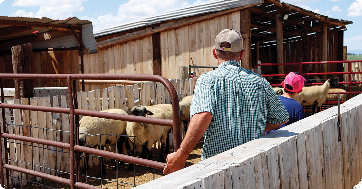 IFA_Blog_Sorenson Sheep Co.- A Family’s Sheep Farm Story5