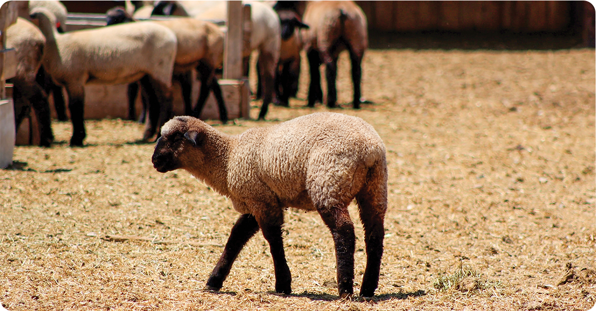 IFA_Blog_Sorenson Sheep Co.- A Family’s Sheep Farm Story6
