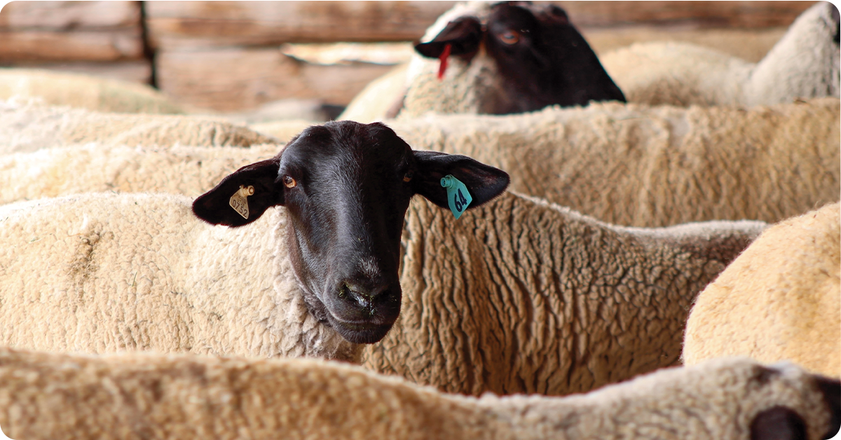 IFA_Blog_Sorenson Sheep Co.- A Family’s Sheep Farm Story7
