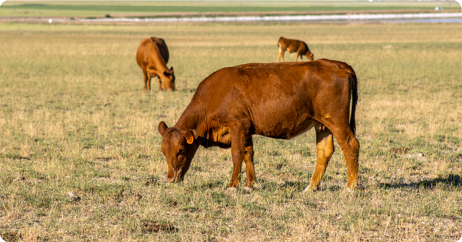 IFA_Blog_The Dangers of Grass Tetany 2