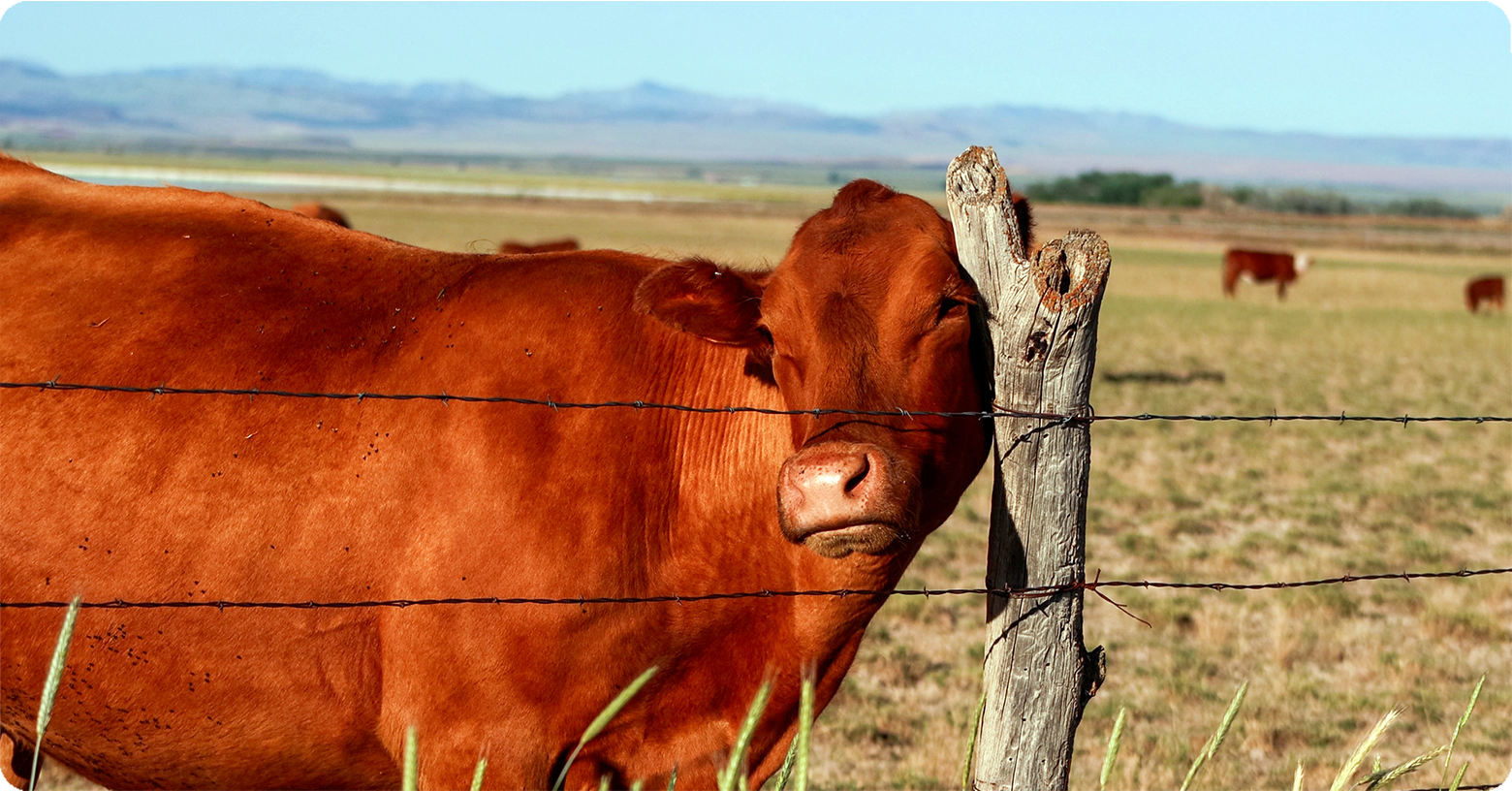 IFA_Blog_The Evolution of Farm Fencing in the Intermountain West3