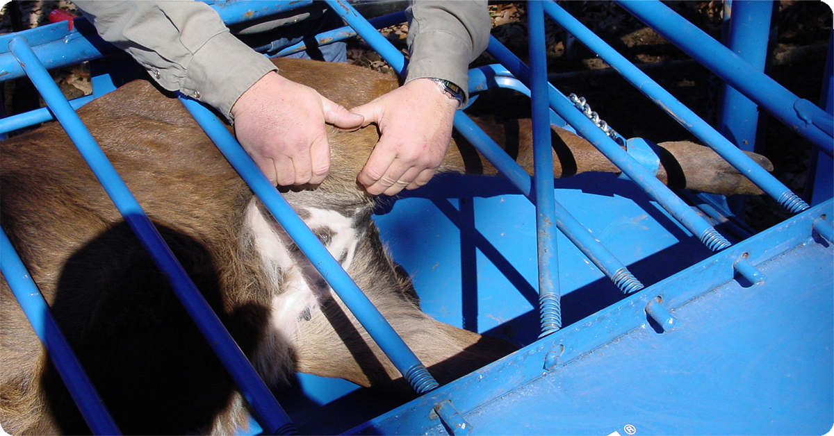 IFA_Blog_The Role of Livestock Handling in Nutrition, Health, and Performance2