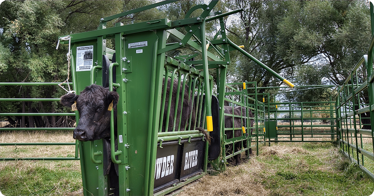 IFA_Blog_The Role of Livestock Handling in Nutrition, Health, and Performance4