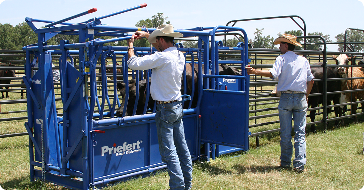 IFA_Blog_The Role of Livestock Handling in Nutrition, Health, and Performance5