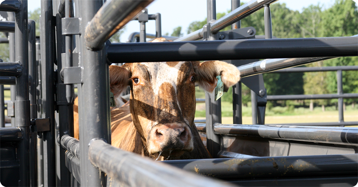 IFA_Blog_The Role of Livestock Handling in Nutrition, Health, and Performance7