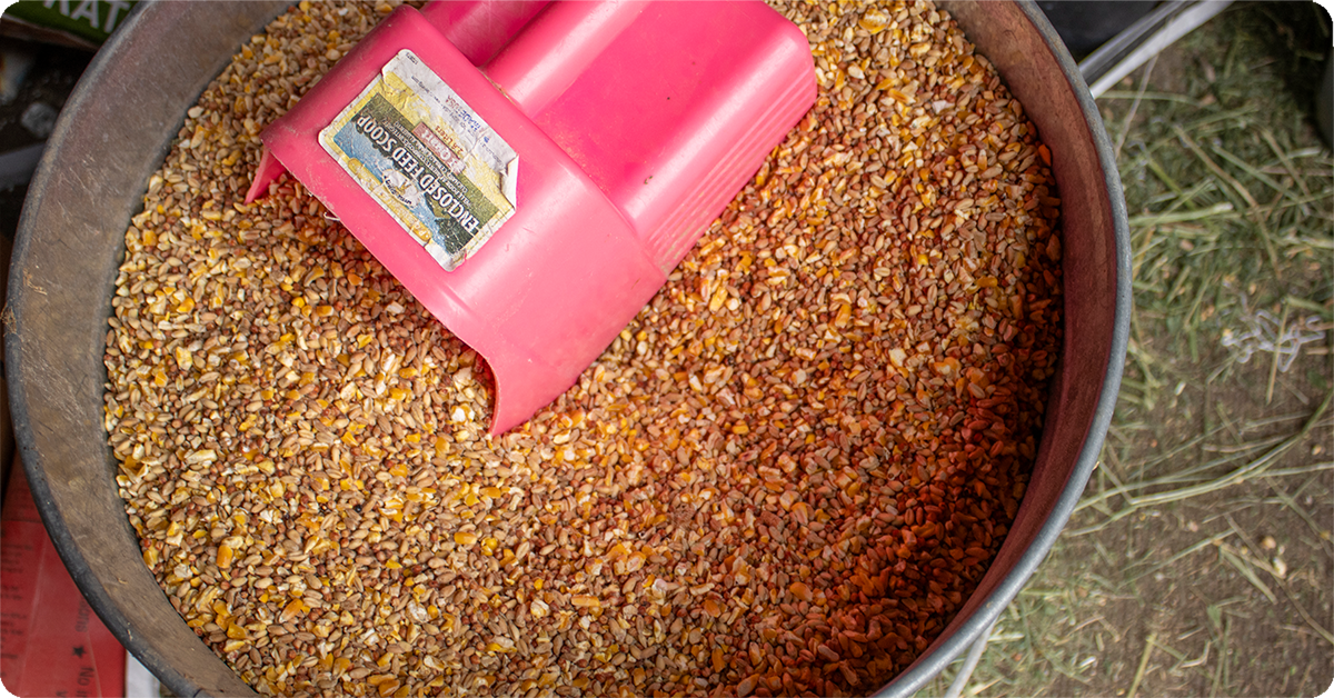 IFA_Blog_The Ultimate guide to Livestock and Pet Feed Storage2