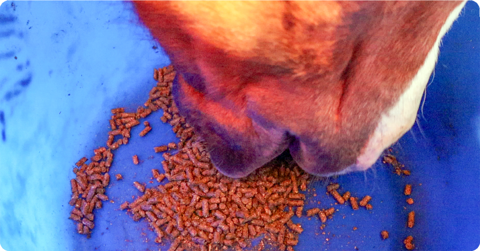 IFA_Blog_Understanding Equine Feed Supplements