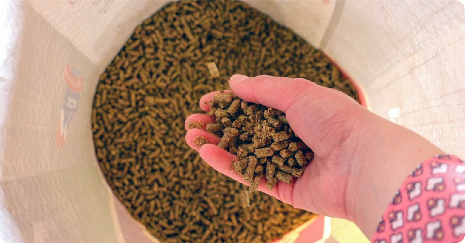 IFA_Blog_Understanding Equine Feed Supplements2