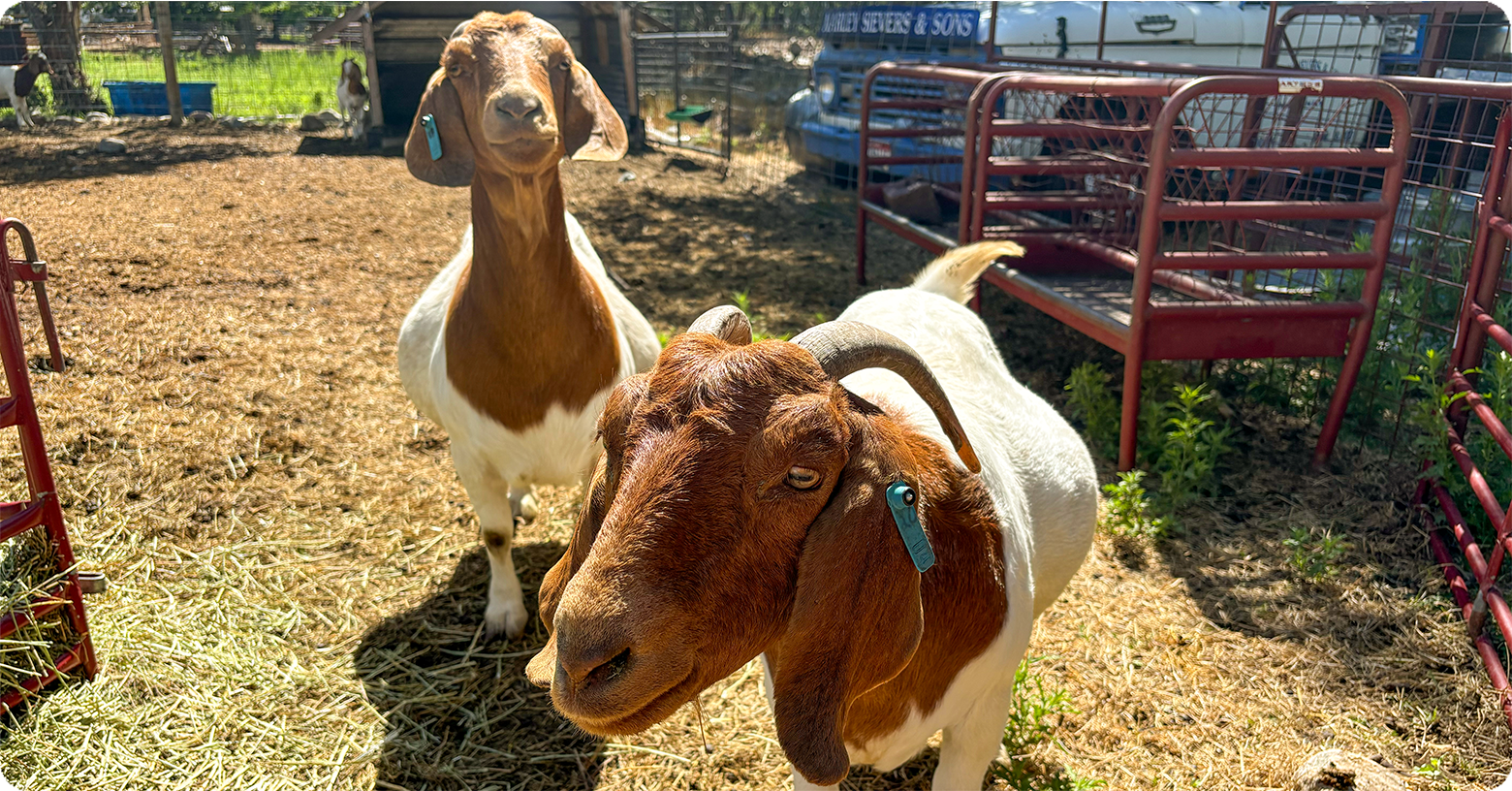 IFA_Blog_Young Producer Spotlight Gage Loveland’s Legendary Uintah Boer Goats9