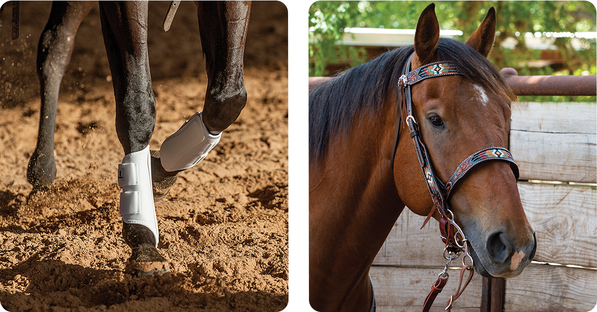 IFA_Blog_split layout_Horse Tack Health & roping gear-img1