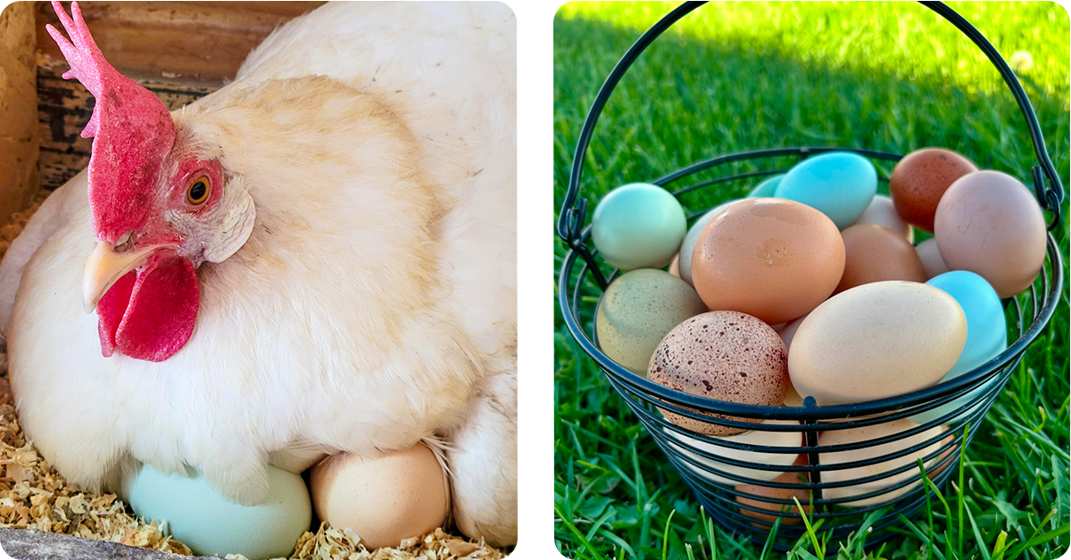 IFA_Blog_split layout_Raising Baby Chicks8-img1