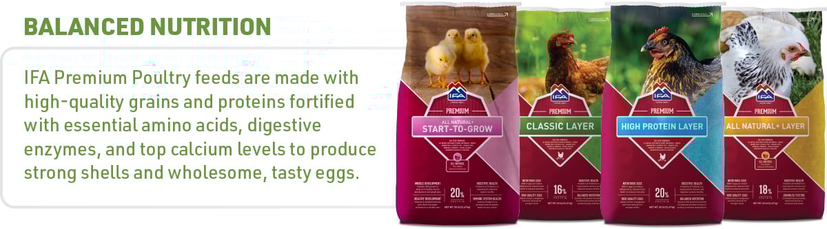 IFA_Poultry-Program-Chickens_Graphic_OL