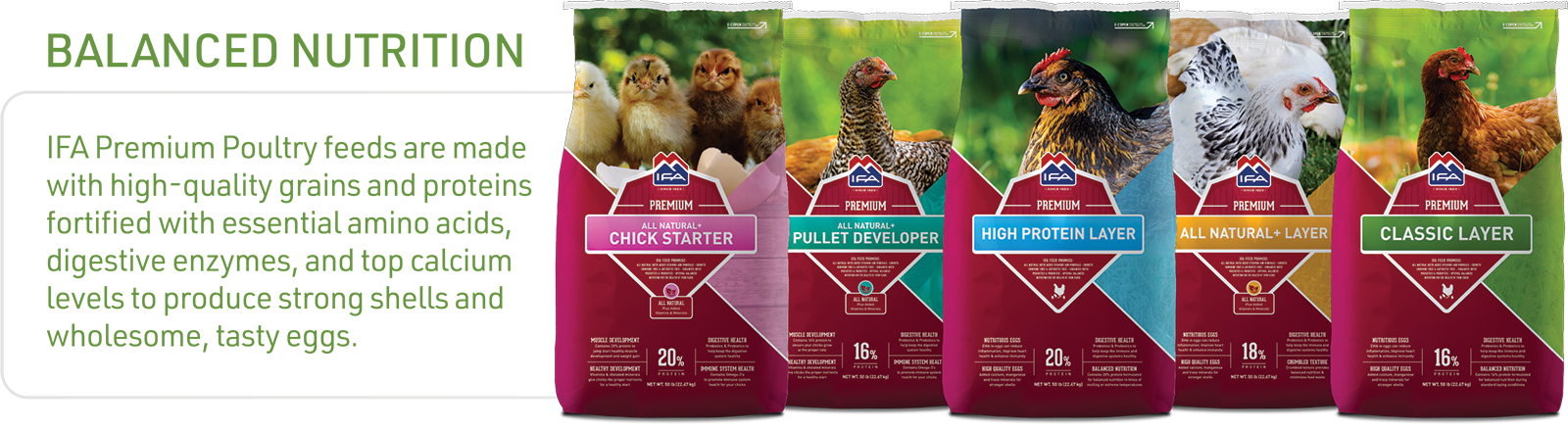 what-to-feed-chickens-premium-poultry-feed
