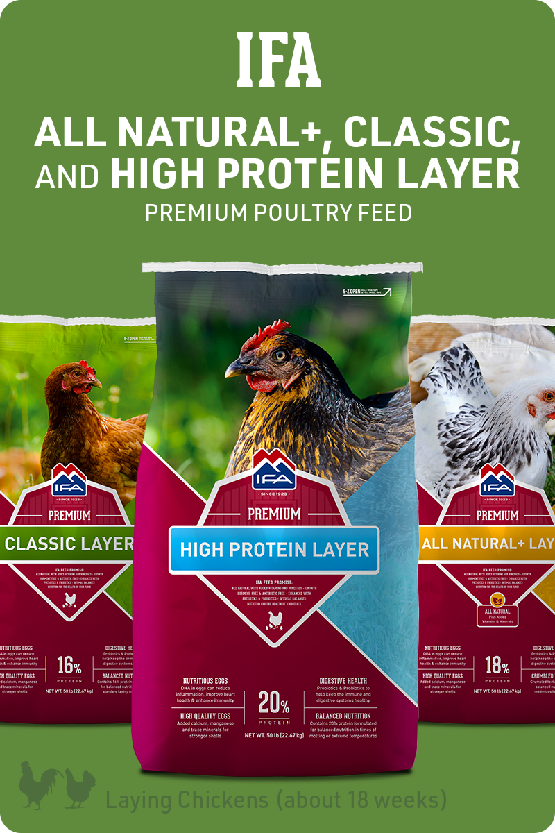 IFA_PoultryProgram_Feed_img1