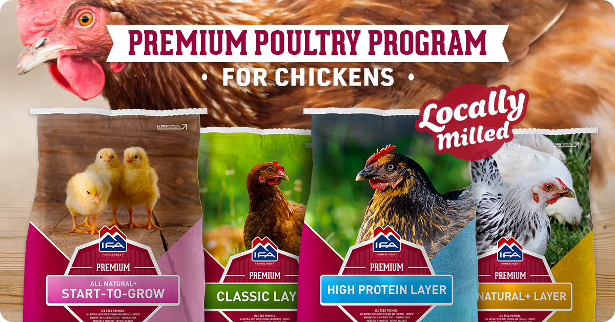IFA_Premium-Poultry-Program_Feed_img1d_1200x628
