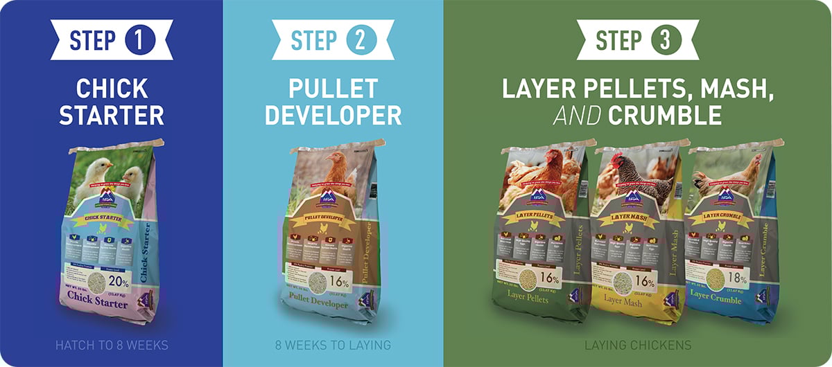 What To Feed Your Chickens From Chicks To EggLaying Hens IFA's Blog