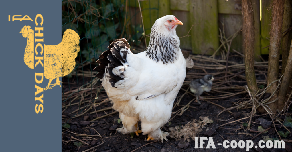 Brahma-Chicken-breed