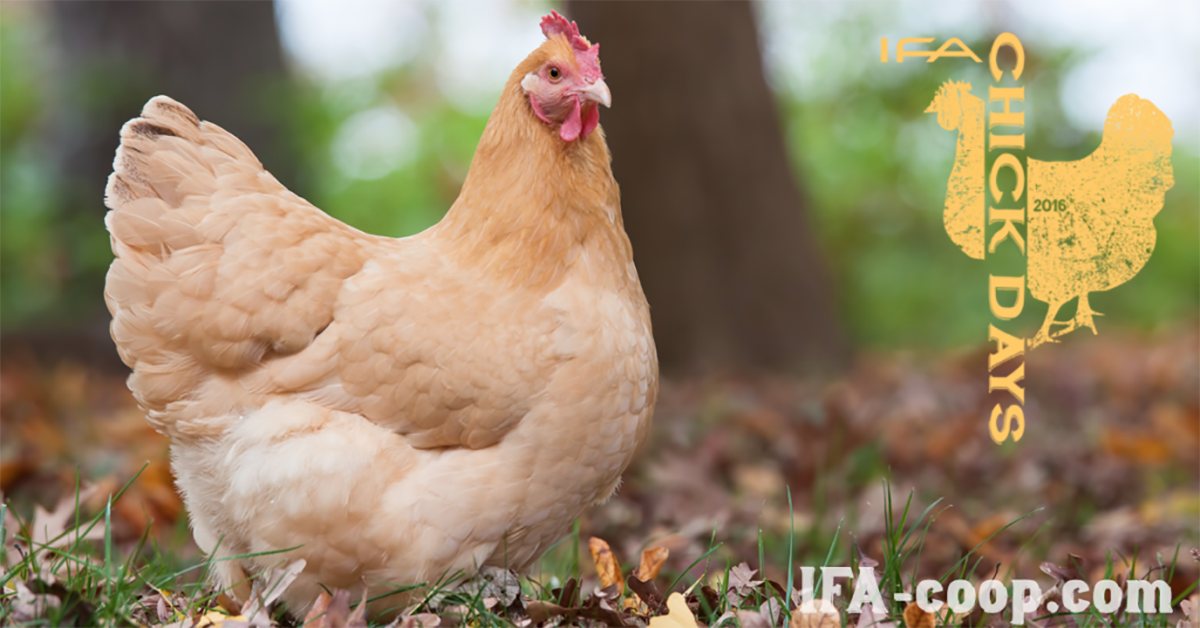 TOP 8 BEST CHICKEN BREEDS FOR EGGS,their ORIGIN,No. of EGGS PER YEAR, EGG  SIZE and much more! 
