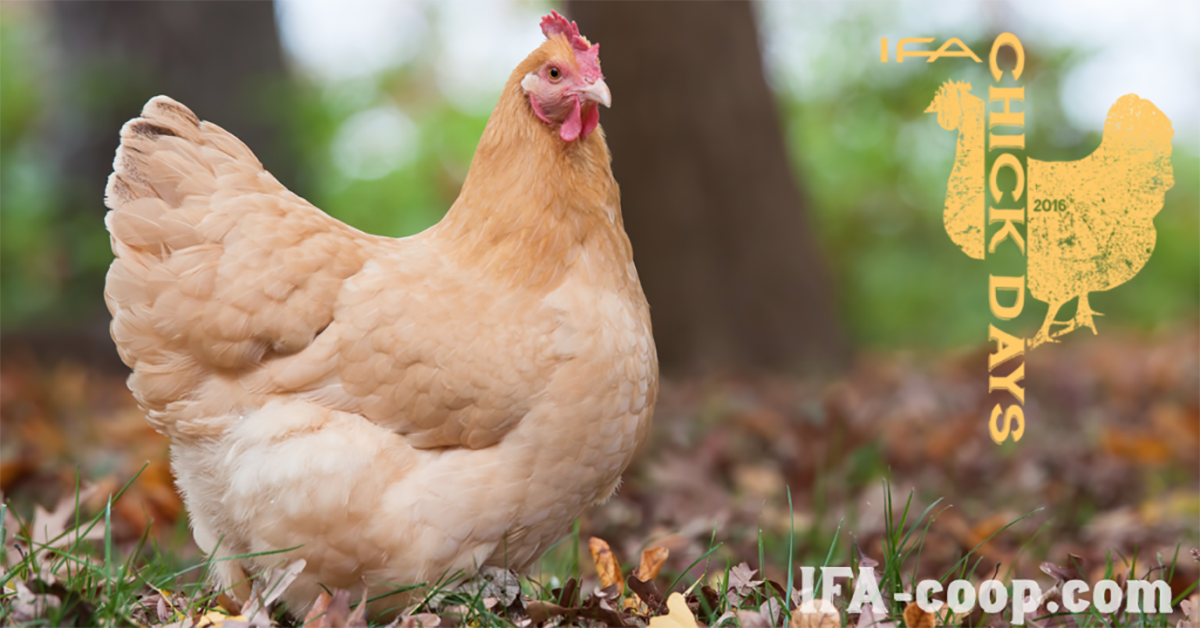 10 Best Chickens for Kids and Families IFA's Helping to Grow Blog