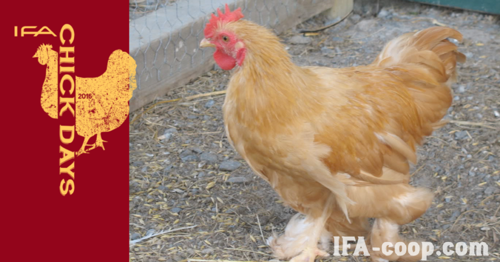 10 Best Chickens for Kids and Families IFA's Helping to Grow Blog