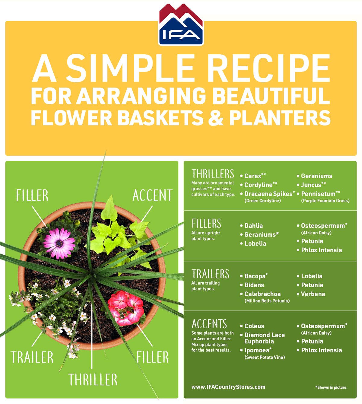 simple guide to picking the best container garden plants and flowers
