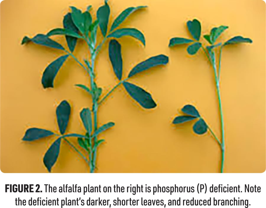 Figure 2: comparing phosphorus-deficient alfalfa to normal alfalfa