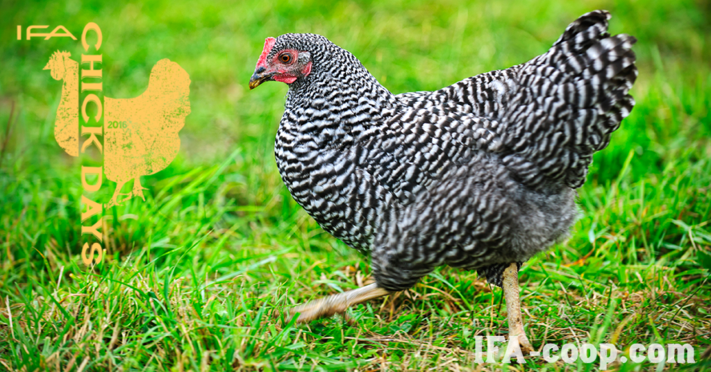 Plymouth Rock Chicken