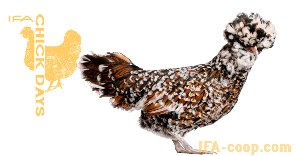 Polish-Chicken-breed