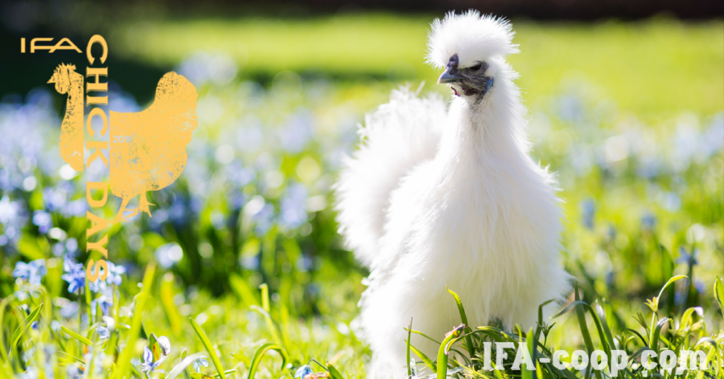 Silkie-Bantam-Chicken-breed