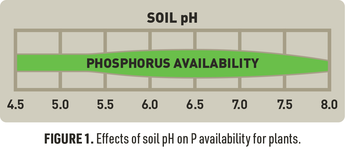 The Role Of Phosphorus In Plant Growth And Productivity | IFA's Blog