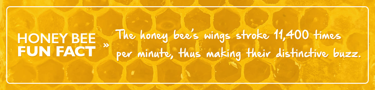 honey bee facts
