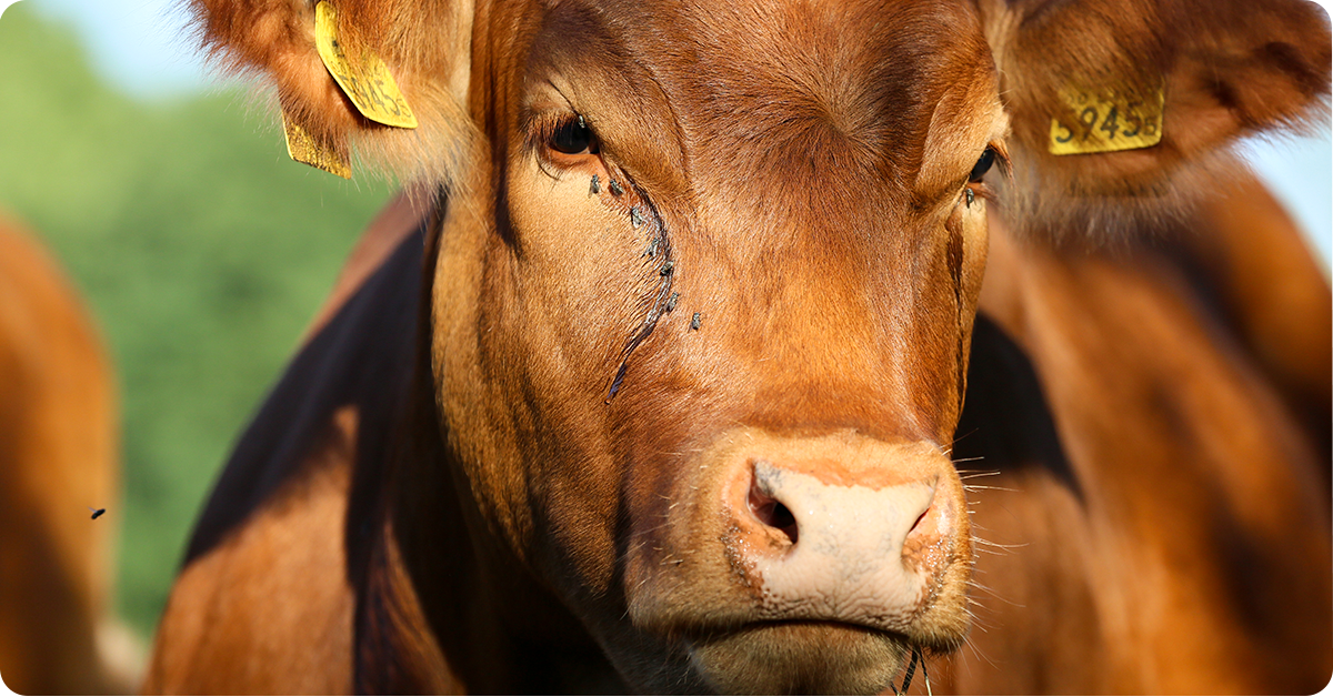 face flies on cattle